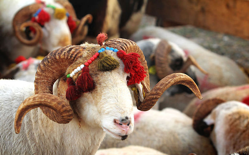 جشنواره های ترکیه