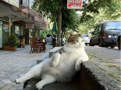 unlu kedi tombili