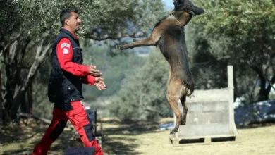 توزیع کارت