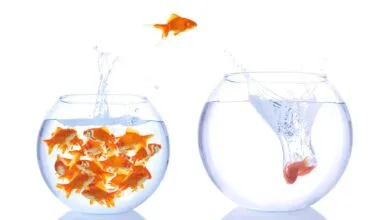 ماهی قرمز