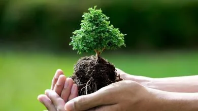 repottingtreesandshrubs