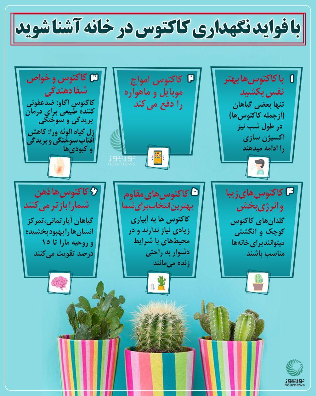 کاکتوس