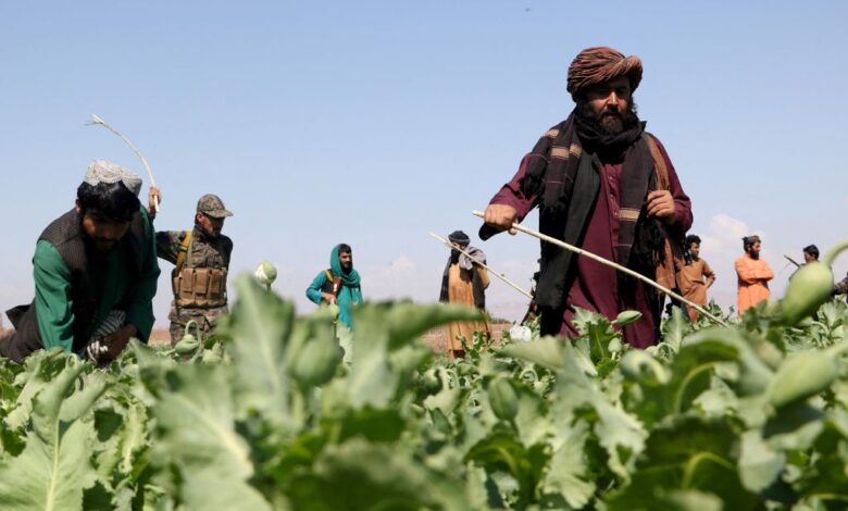 کشت خشخاش در افغانستان