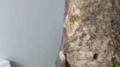سلطان استتار