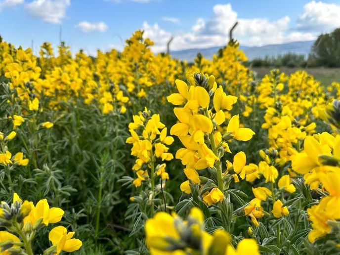 600 میلیون تومان جریمه نقدی برای چیدن این گل در ترکیه! (عکس) 3 3590336 9a280bc05627ede384b1a87567310928