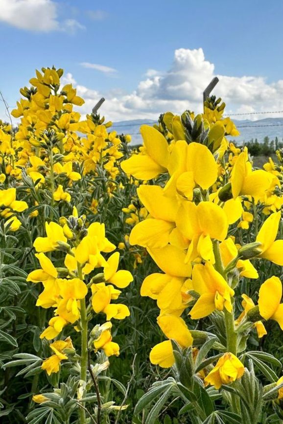 600 میلیون تومان جریمه نقدی برای چیدن این گل در ترکیه! (عکس) 2 3590336 be157bf73bb104f2fea6f99f71334dff