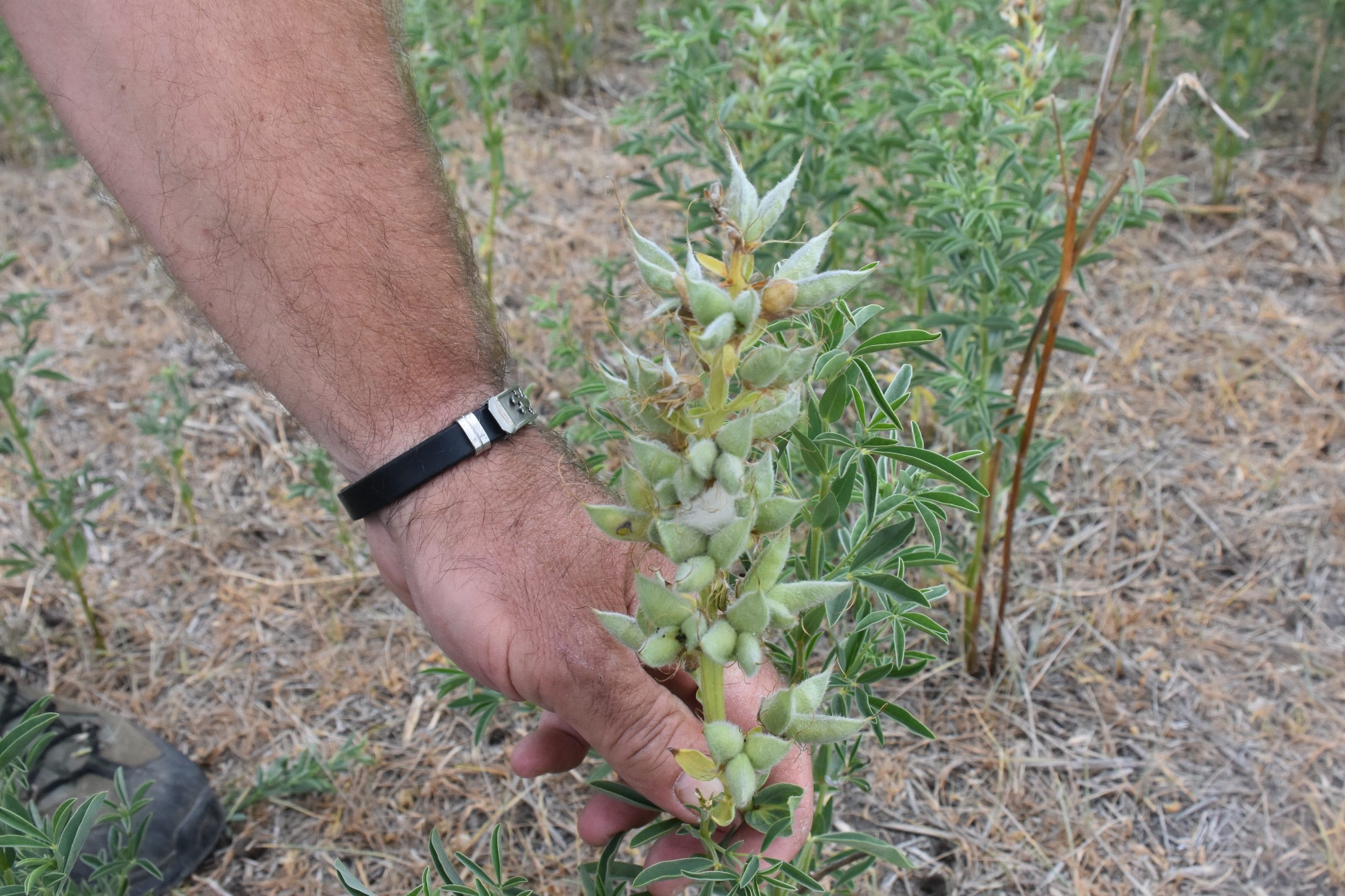 600 میلیون تومان جریمه نقدی برای چیدن این گل در ترکیه! (عکس) 4 resized 47443 1123 tur picture 20210608 24754670 24754669 scaled