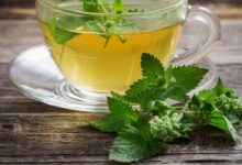 بادرنجبویه