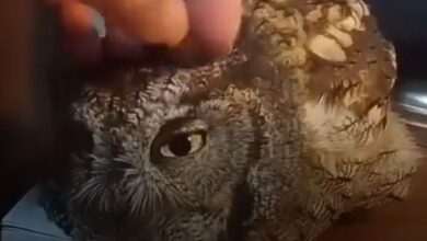 جغد