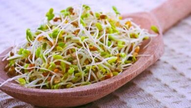 خاصیت پودر جوانه گندم