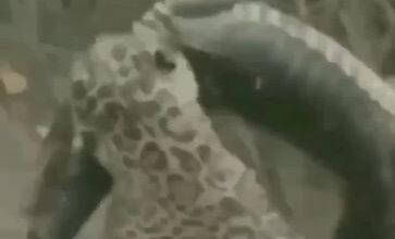 شکار