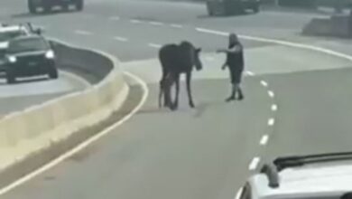 گوزن