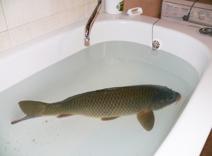 ۷ چیز باورنکردنی که در کشورهای دیگر کاملاً عادی هستند 2 ca26495d9d87083dea4aab78de