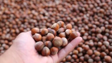 ترکیه بزرگ ترین صادر کننده فندق دنیاست