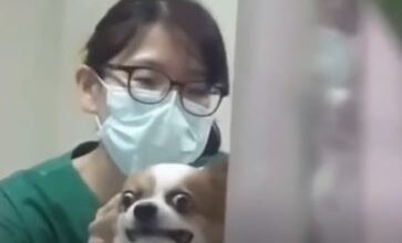 سگ