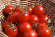 گوجه گیلاسی