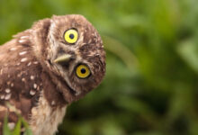 دویدن بامزه جغد بازیگوش! (فیلم) 5 جغد