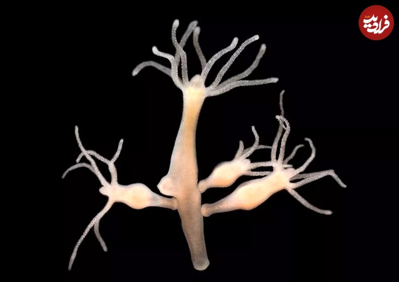 تصویر Hydra vulgaris