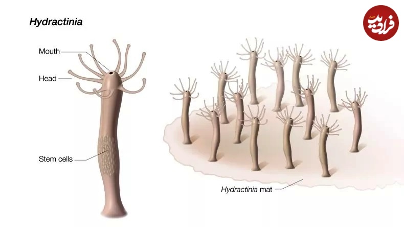 سلول‌های بنیادی محرک بازسازی هیدراکتینیا