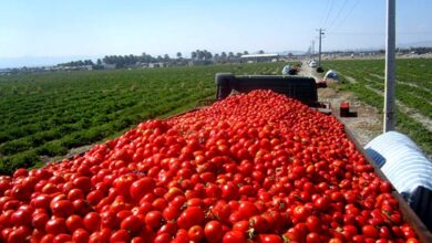 گوجه‌فرنگی‌