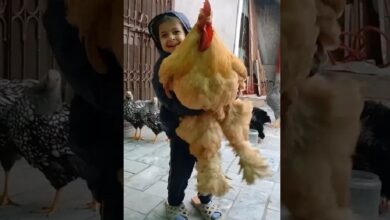 خروس نماد فرانسه