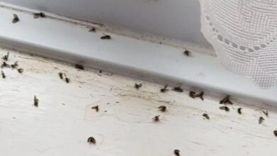 جراحی رباتیک قلب