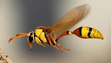 Wasp vaghtesobh