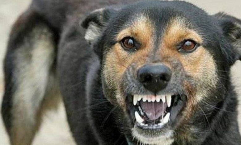 حمله سگ به دامپزشک