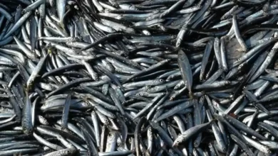 ذخایر ماهی در ترکیه