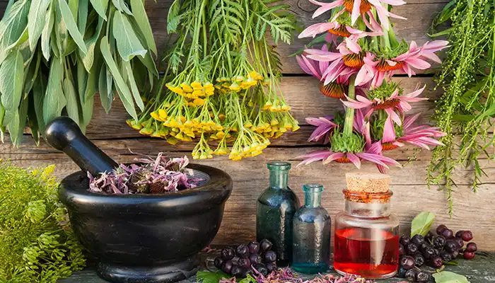 معالجه گیاهی زخم‌ های دستگاه گوارشی
