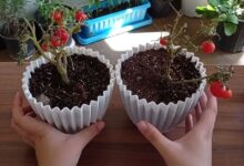 گوجه گیلاسی