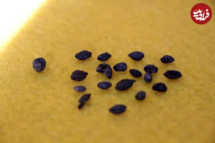 کاخ هخامنشی