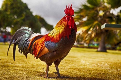 خروس با کتونی