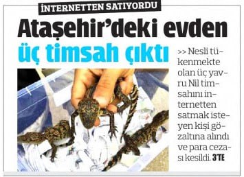 تمساح کمیاب