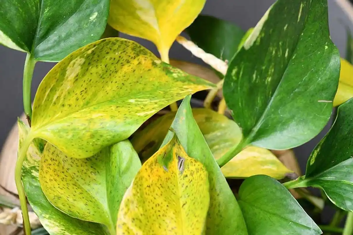 نازنین بیاتی