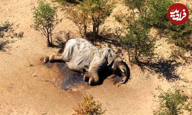 چه موجودی عامل مرگ مرموز دهها فیل در آفریقا بود؟ 2 1