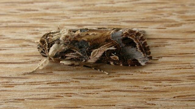 ویروس عجیبی که فقط جنس نر را میکشد! 2 5942292