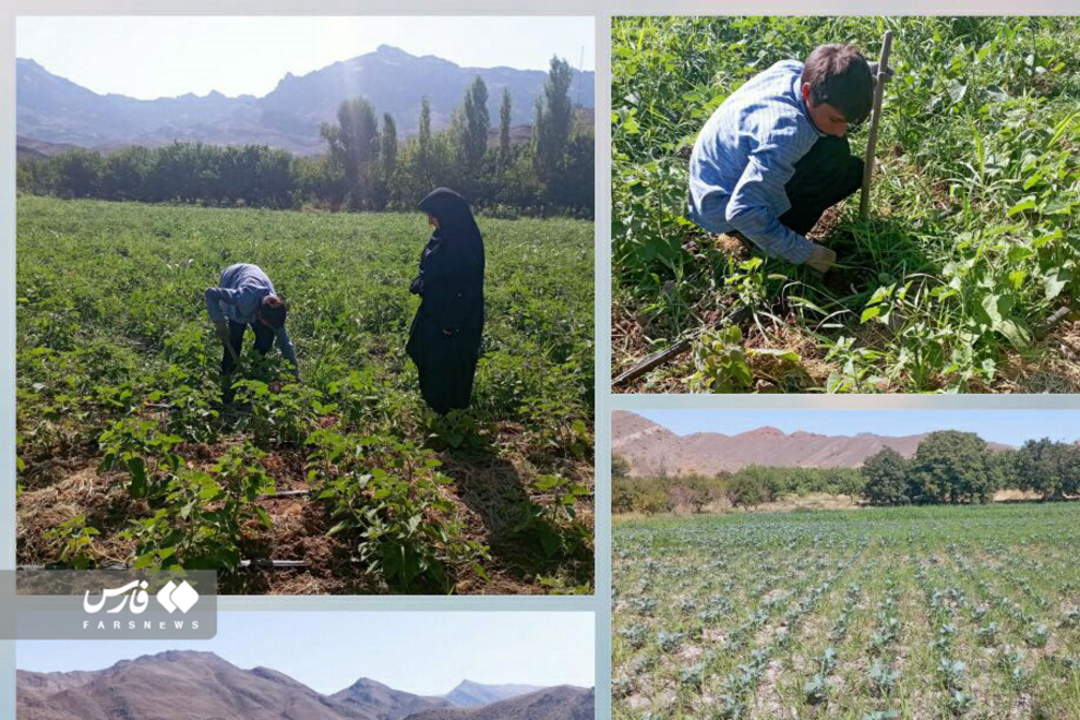 میوه