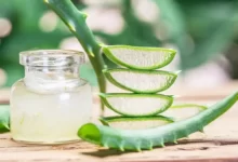 نگهداری گیاه آلوئه‌ورا