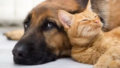 حیوانات خانگی