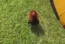 خروس نماد فرانسه