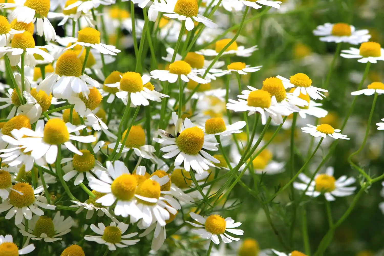 خواص بابونه برای سرماخوردگی