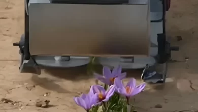 دستگاه جمع آوری گل زعفران بدون آسیب به ساقه