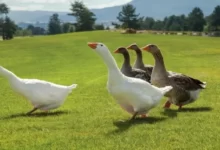 غاز