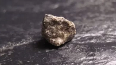 عنکبوت
