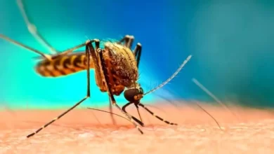 مکیدن خون انسان توسط پشه از نمایی نزدیک