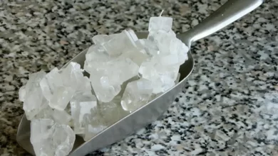 نبات