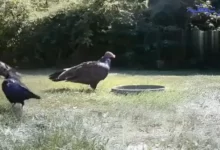 هوش بالای کلاغ 2