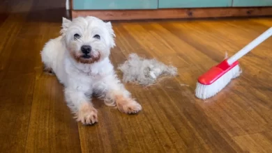 حیوانات خانگی