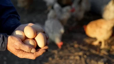 بزرگترین مزرعه تولید تخم‌مرغ